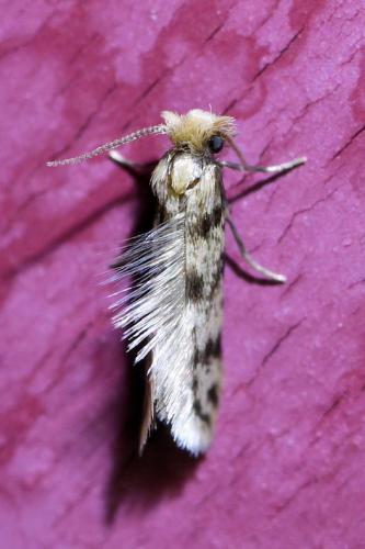 Eumasia parietariella